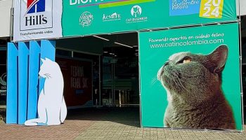 PÓRTICO VETERINARIA DE GATO-min